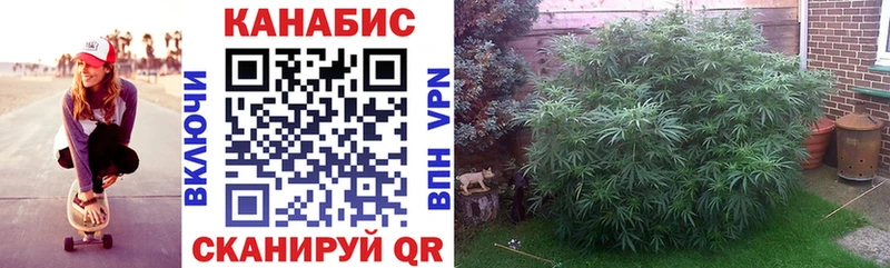 Каннабис Bruce Banner  Струнино 